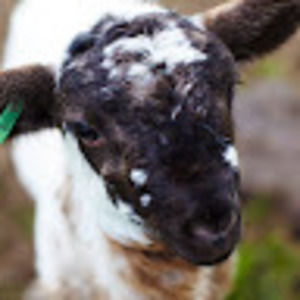 Meet your Posher, Fallon